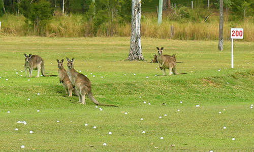 Target Golf Port Macquarie 